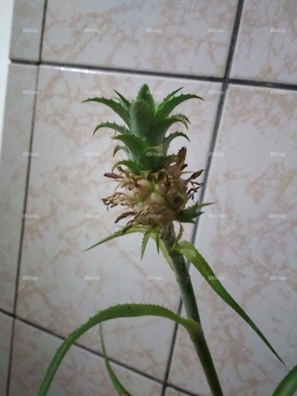mini pineapple