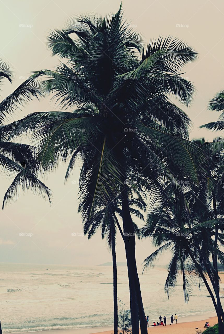 Coconut tree 🌴