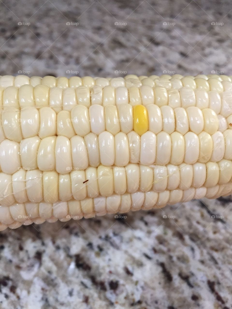 Yellow Corn on the Cob with a Lone Black Sheep Deep Yellow 