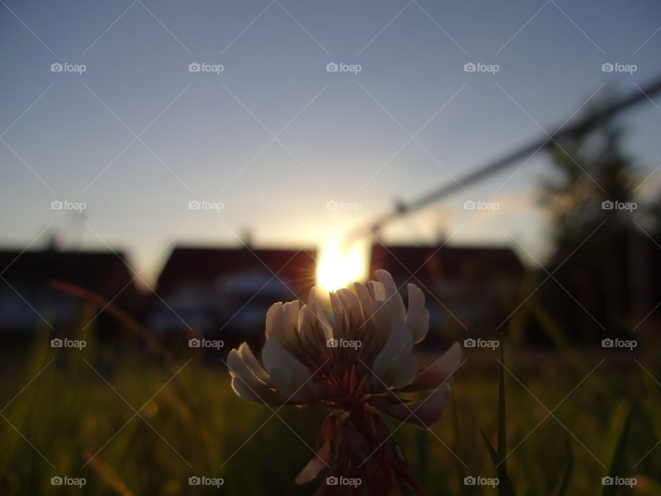 Illuminating sunlight penetrating through the grass