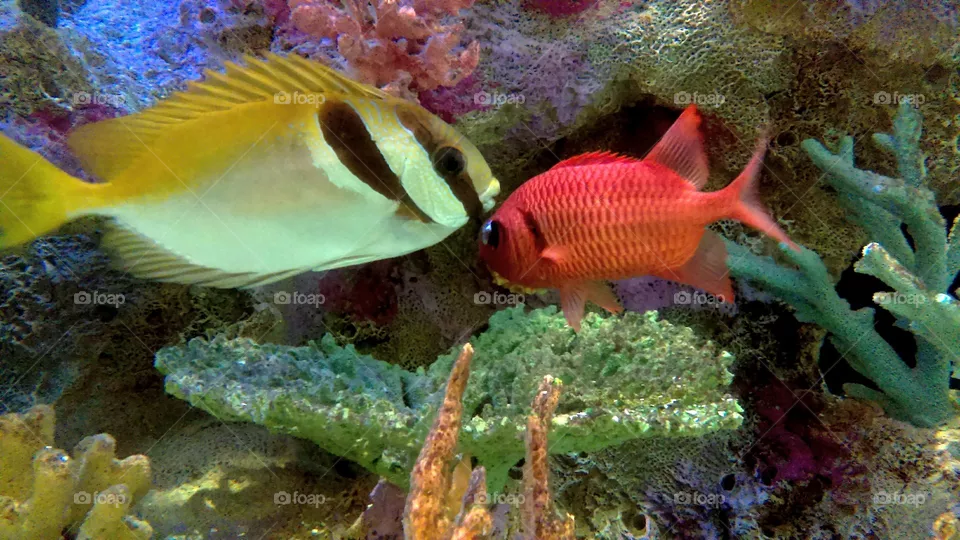 Fish