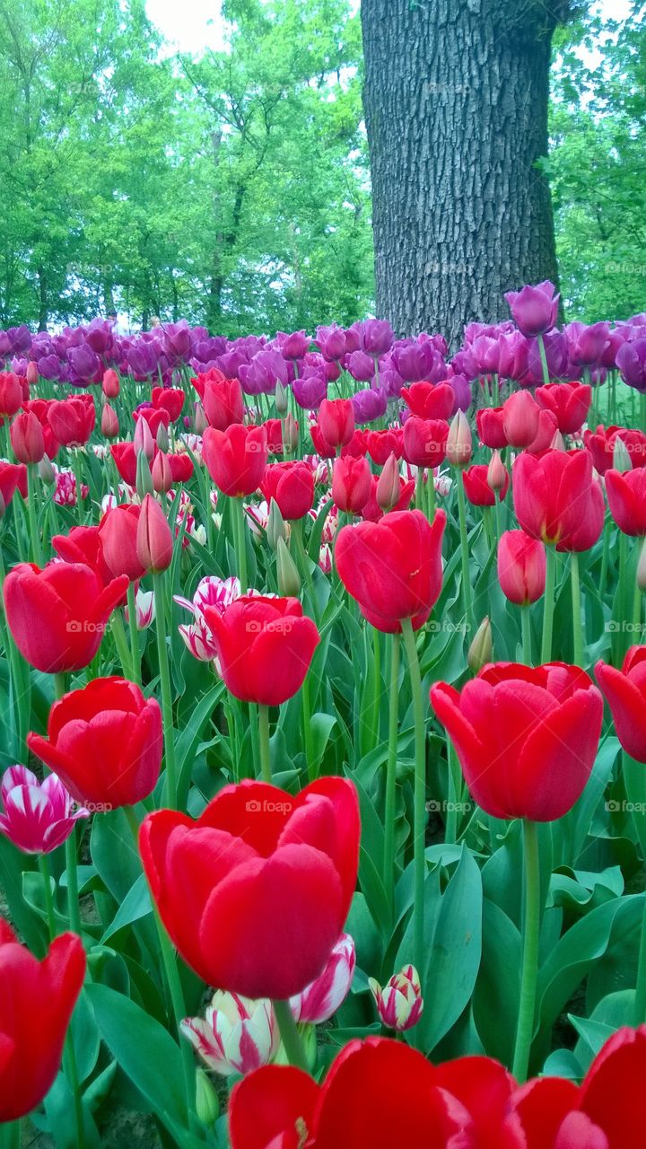 Tulips