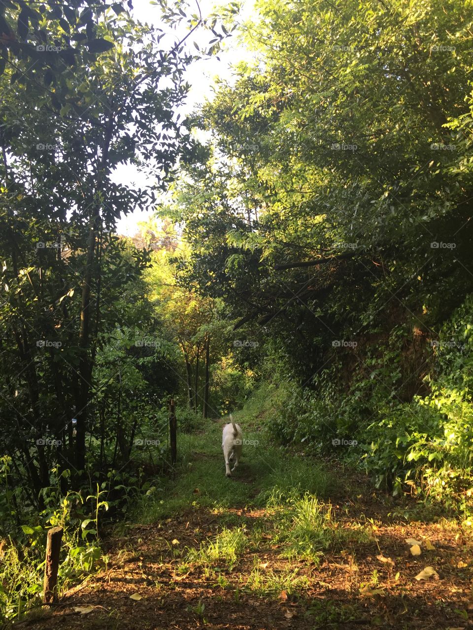 Dog in the wood. Wood