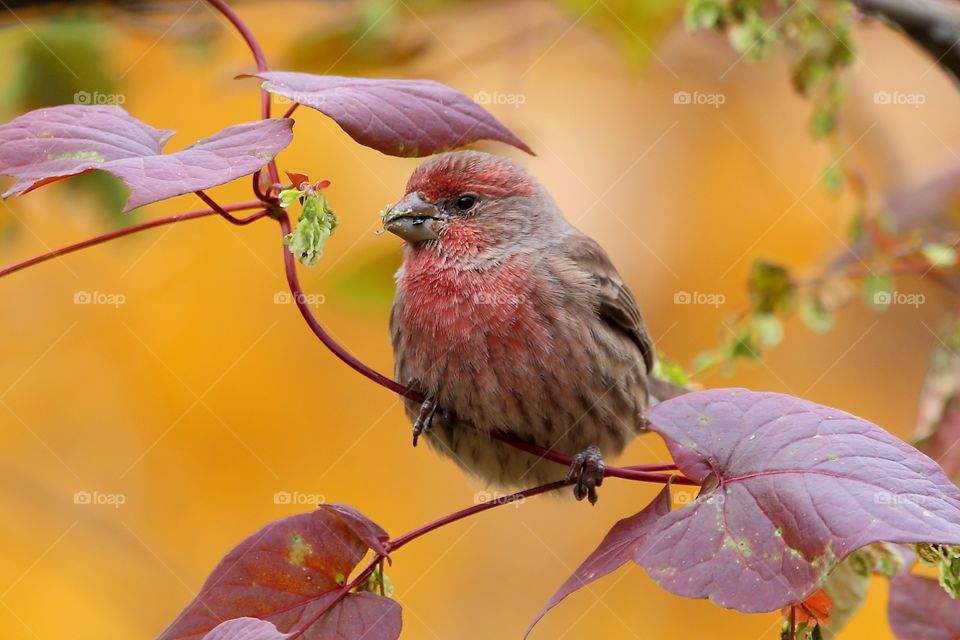 house finch  male