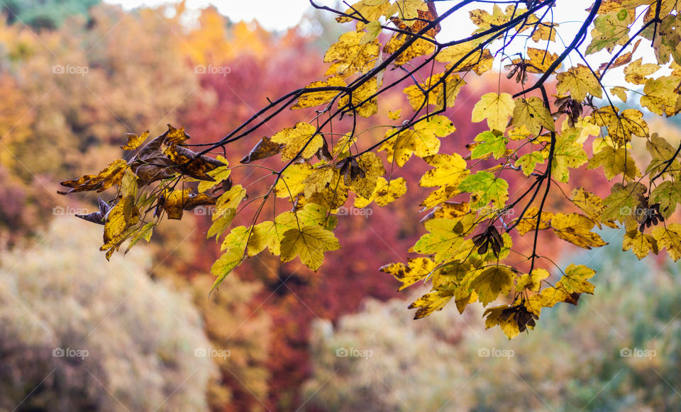 Green leaves. Multicolor autumn leaf