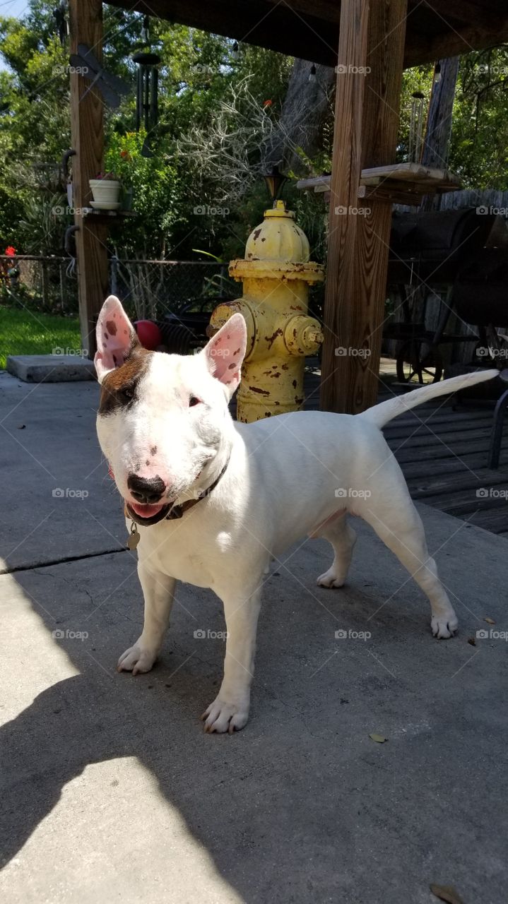 My happy handsome Miniature Bull Terrier