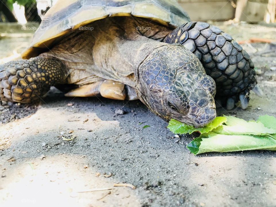 Grape leaves are yummy 