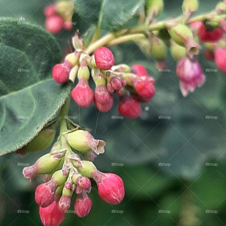 red buds