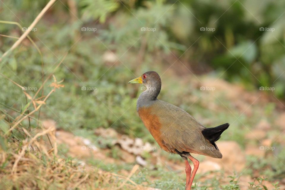 Brown and grey bird on brown grass during day time