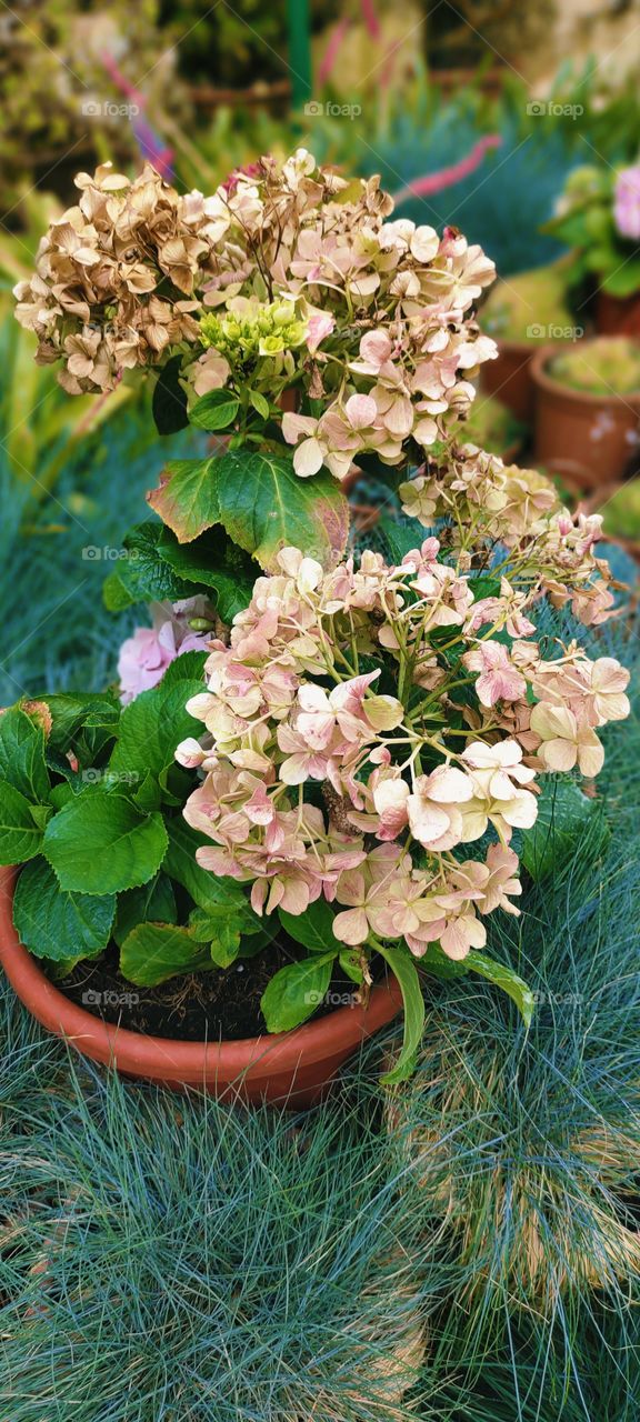 French hydrangea