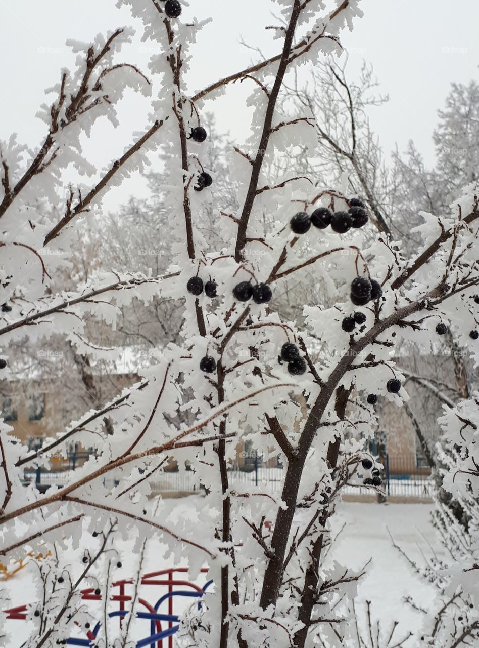 Shrub with black fruits under snow