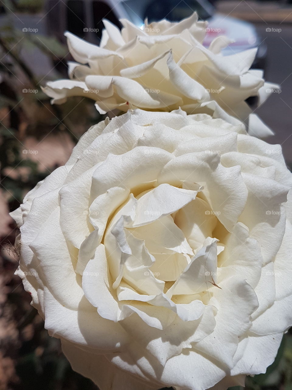 flowers flower fleur maroc nature maroc Morocco Africa day eyes mine nofilter beauty america american