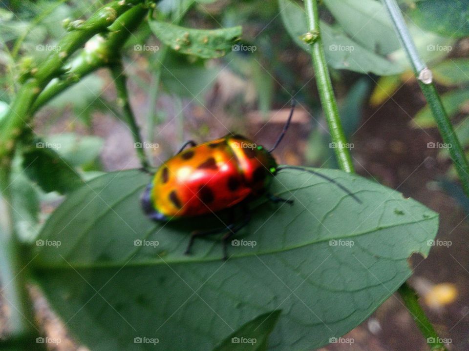 Insects with beautiful colors