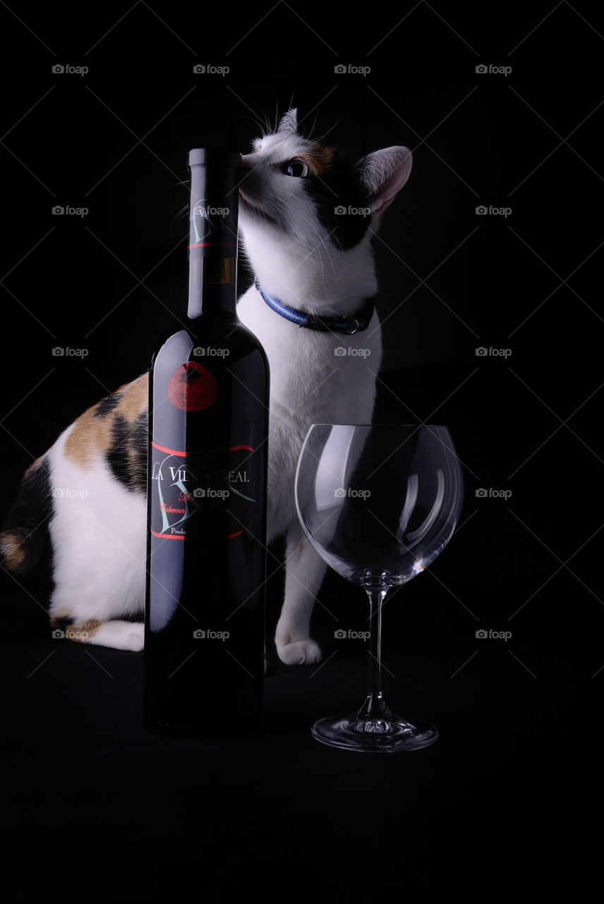 Curious cat. Curious white cat smelling a bottle of wine 