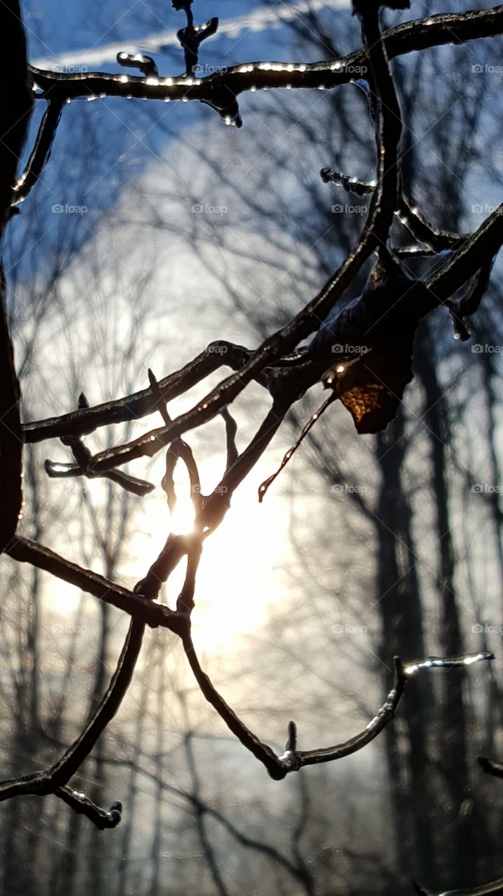 icy forest morning