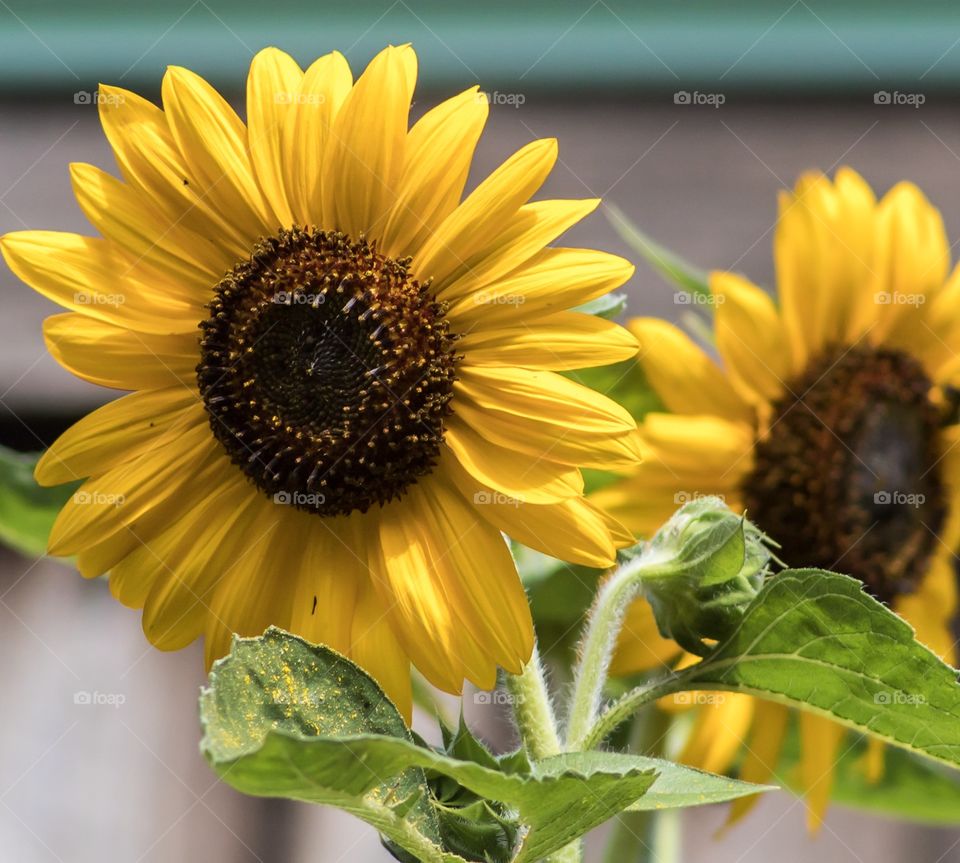 Sunflowers 