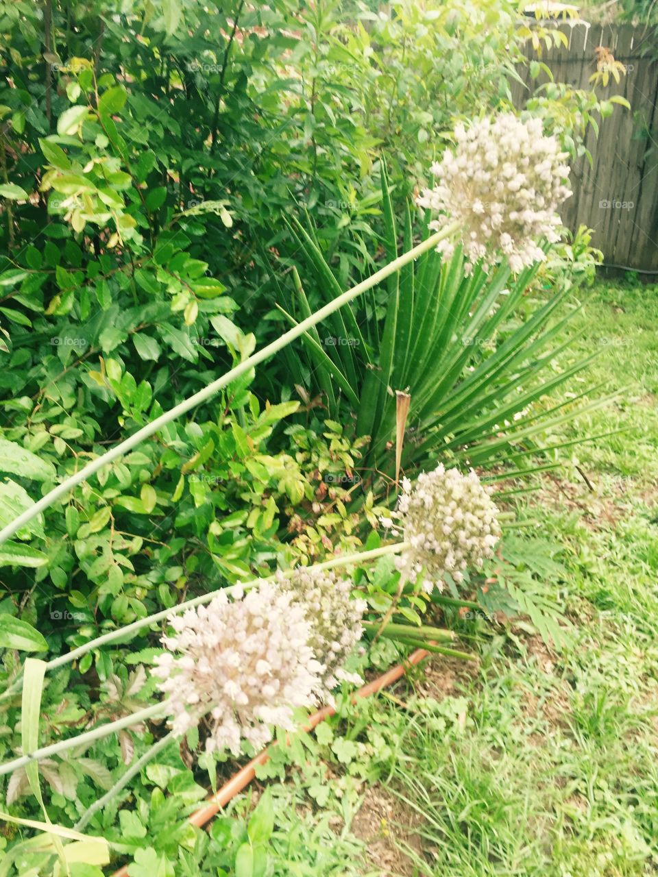 Green pointy cactus and other green growing plants with very tall flowering garlic balls on stems making an interesting photo.