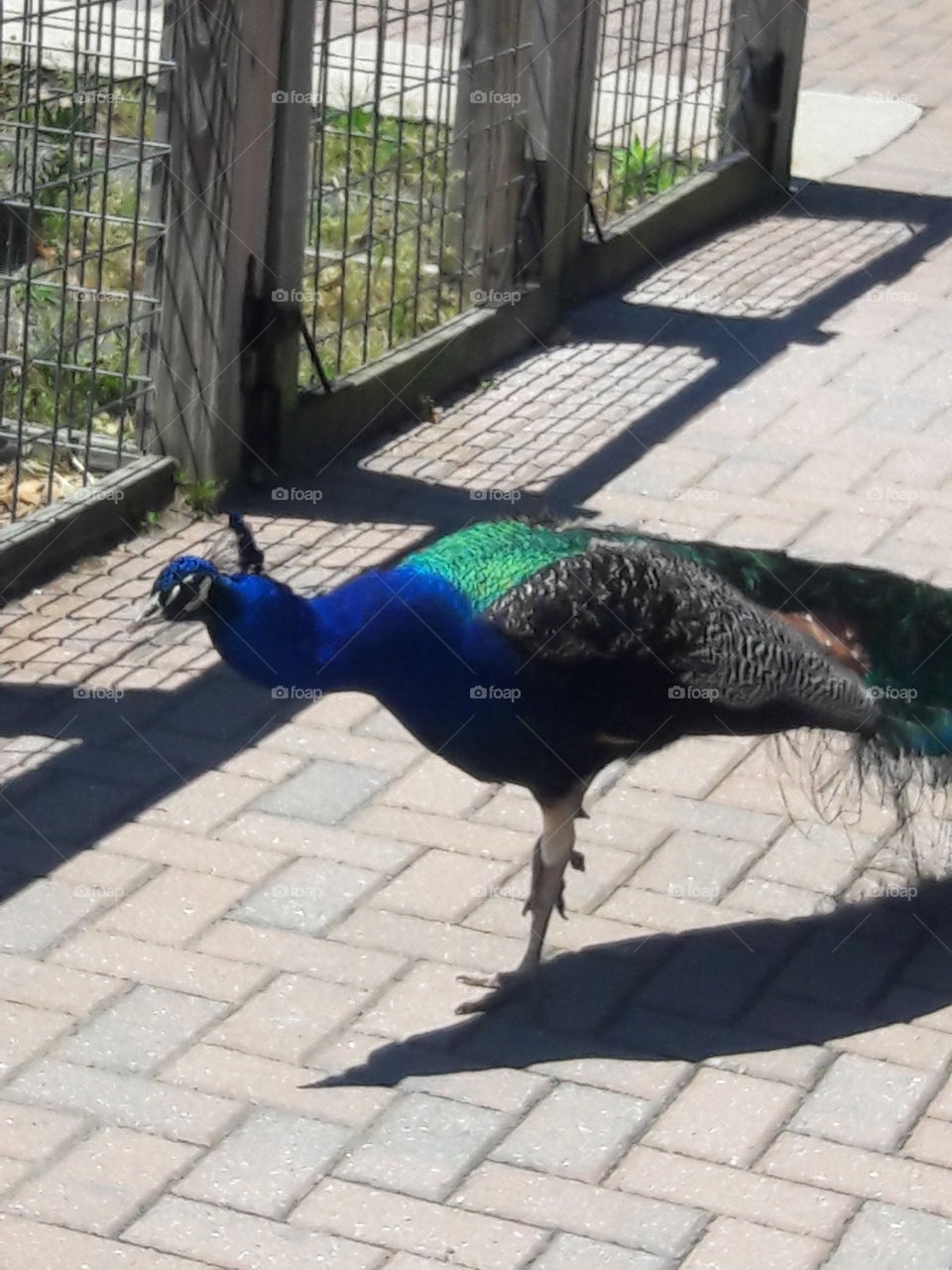 betty peacock on the move