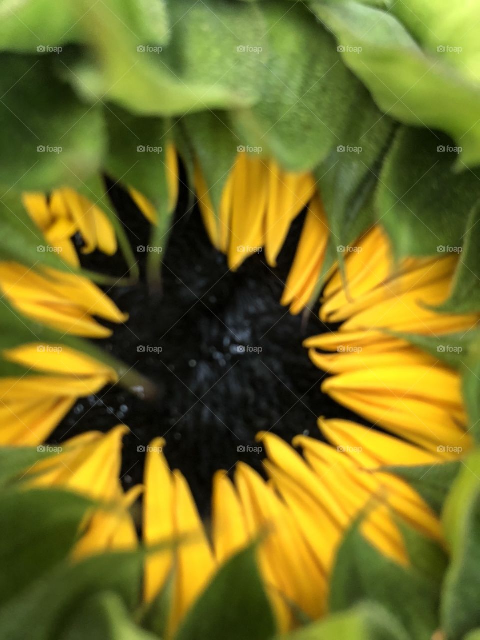 Sunflower 🌻