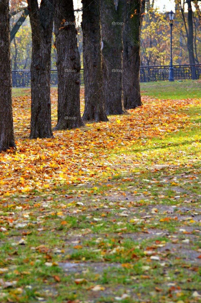 Autumn colours