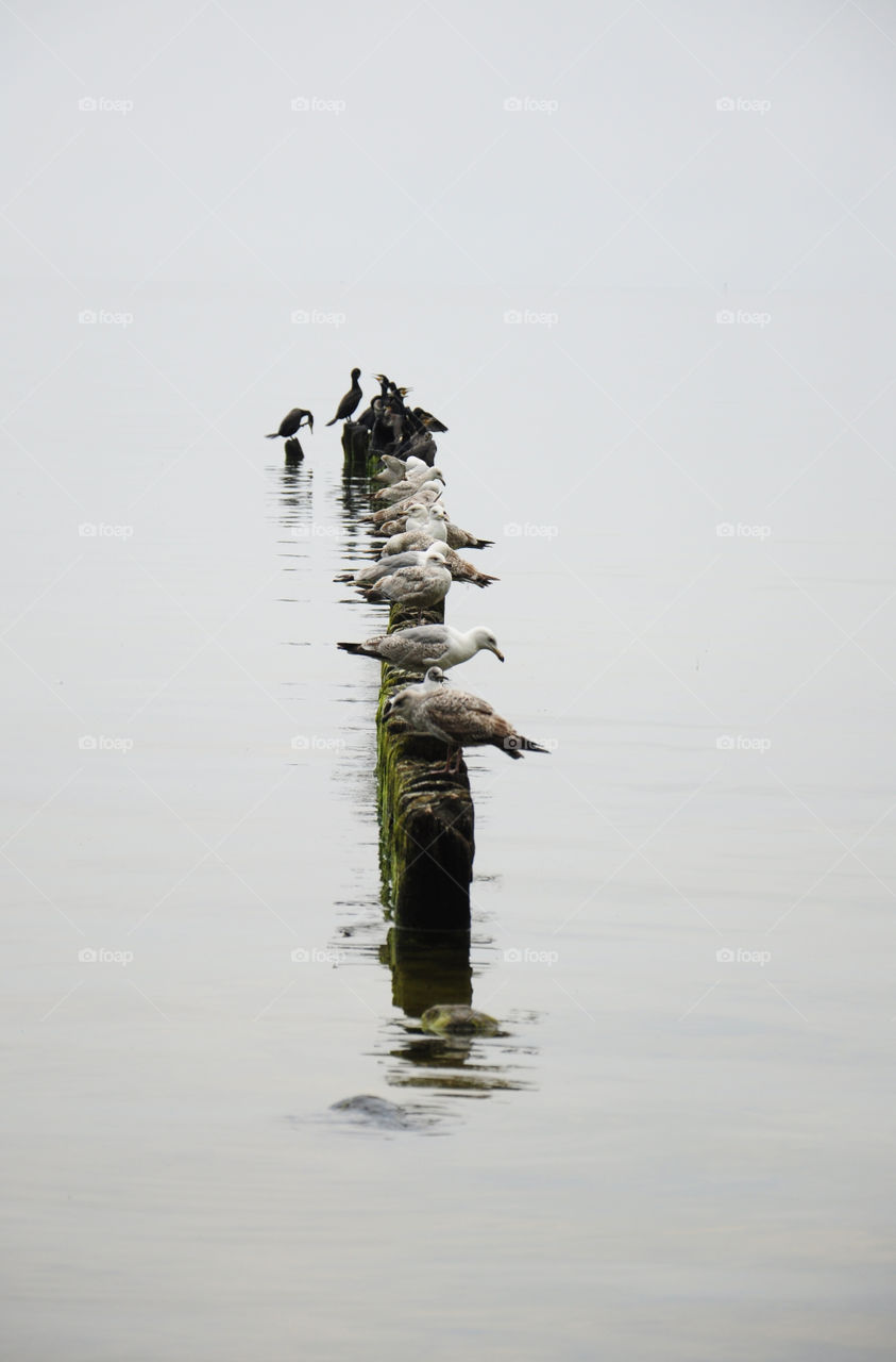 foggy day at the ed Baltic sea coast in Poland