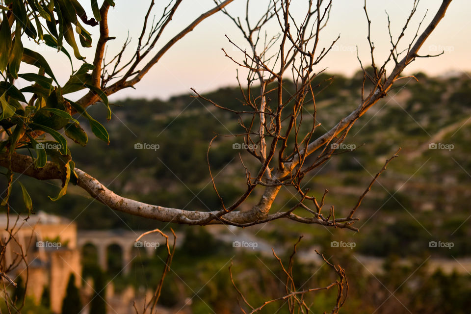 Finding this beautifully structured branch overlooking the quite and serene bridge.