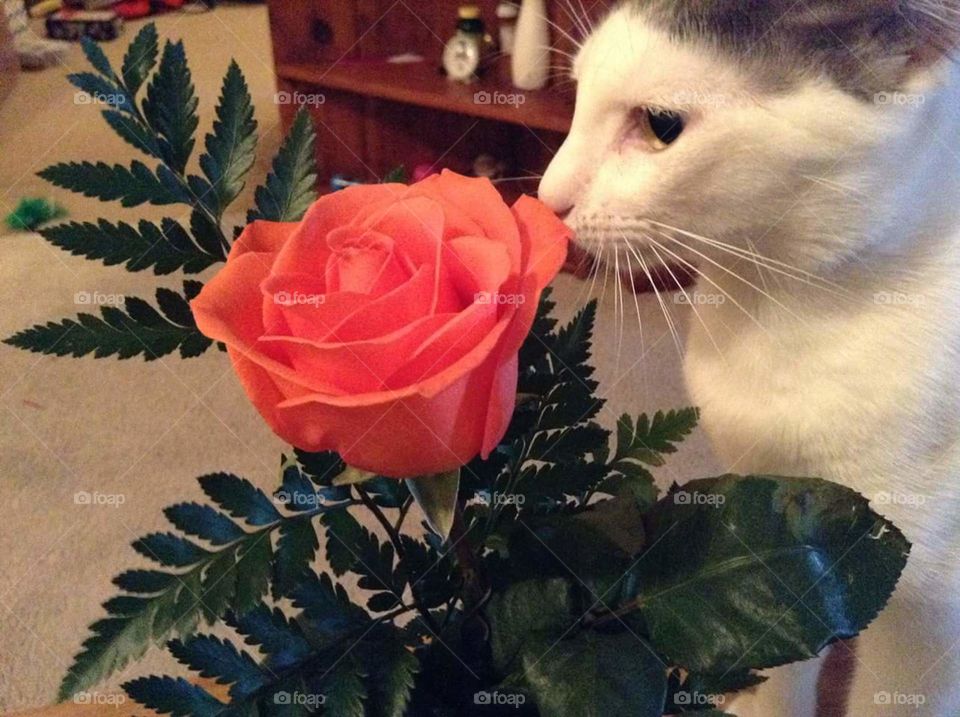 cat sniffing a flower