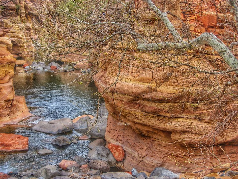 View of stream in forest