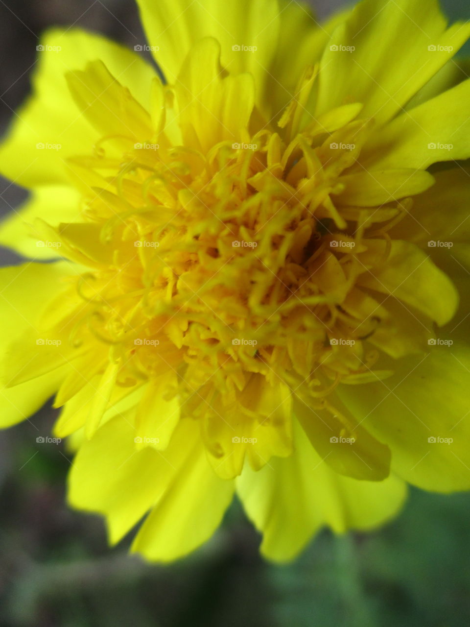 yellow flower