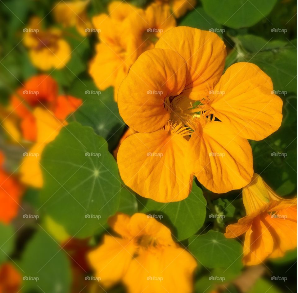 Deadly and Beauty combination of Yellow and Orange Colours in a single flower in my garden !