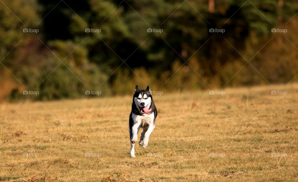 husky dog in autumn meadows 