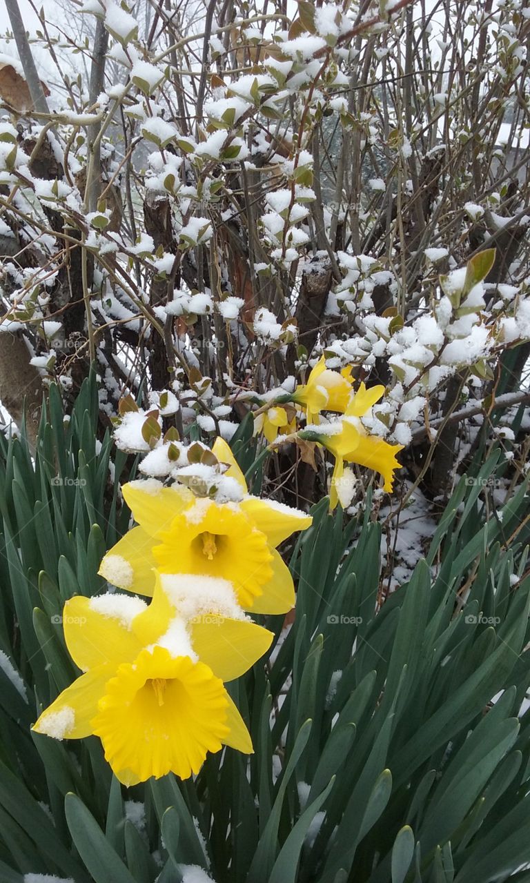 Pretty yellow daffodils in February in the snow 