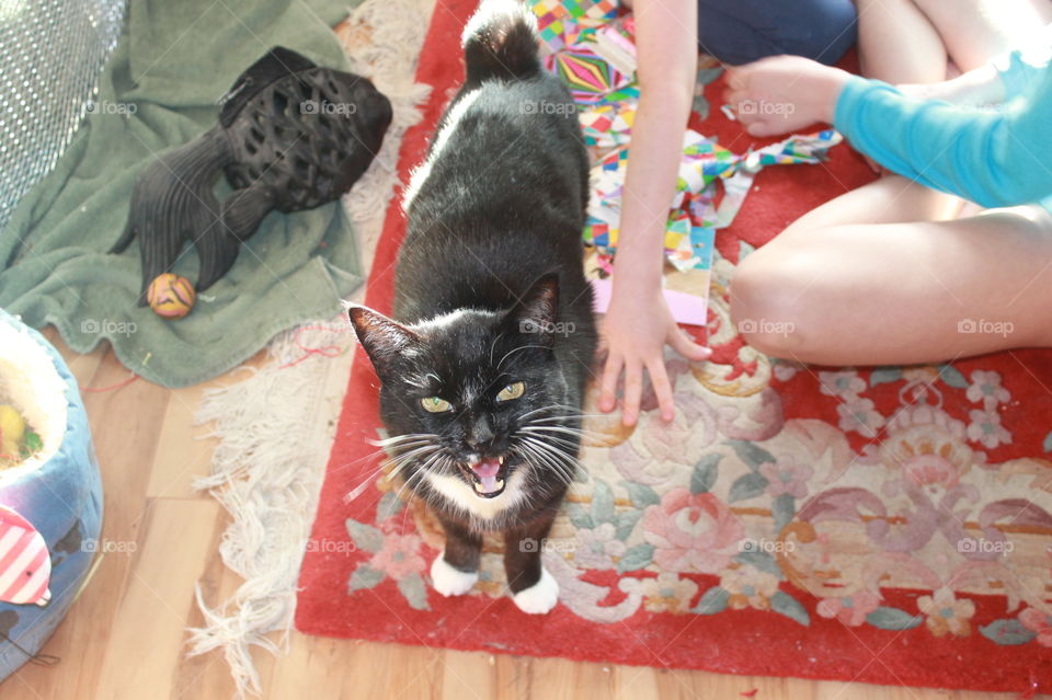 My black and white cat Max with the tiny tail whining, “Please pick me up before the kids wrap me up like a present!”