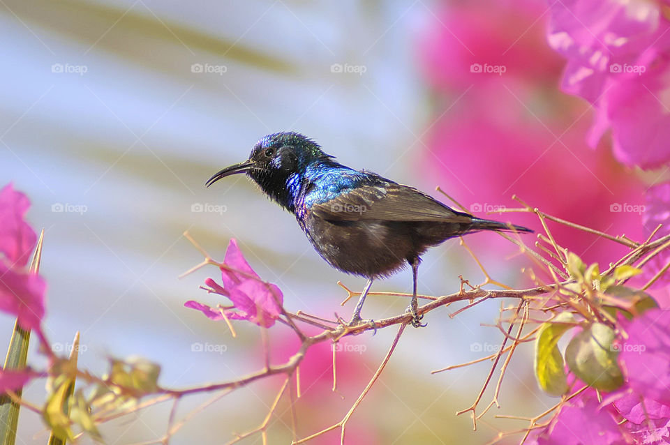 nature blue bird life by yahavesh