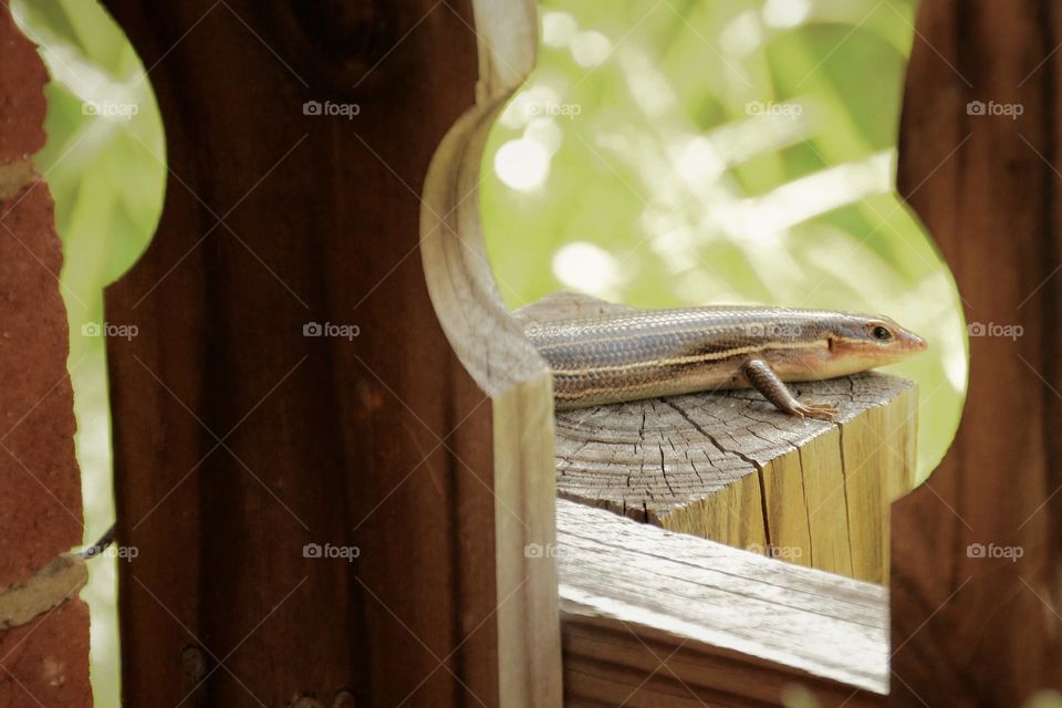Skink Sighting