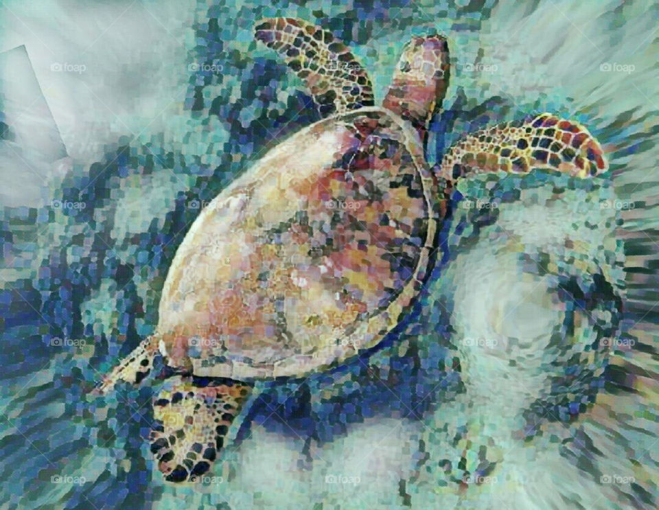 Sea Turtle - Honu