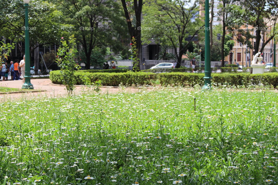 Garden with small flowers in the park in the middle of the city (Brazil) Spring