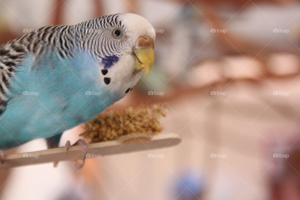 Blue parakeet 