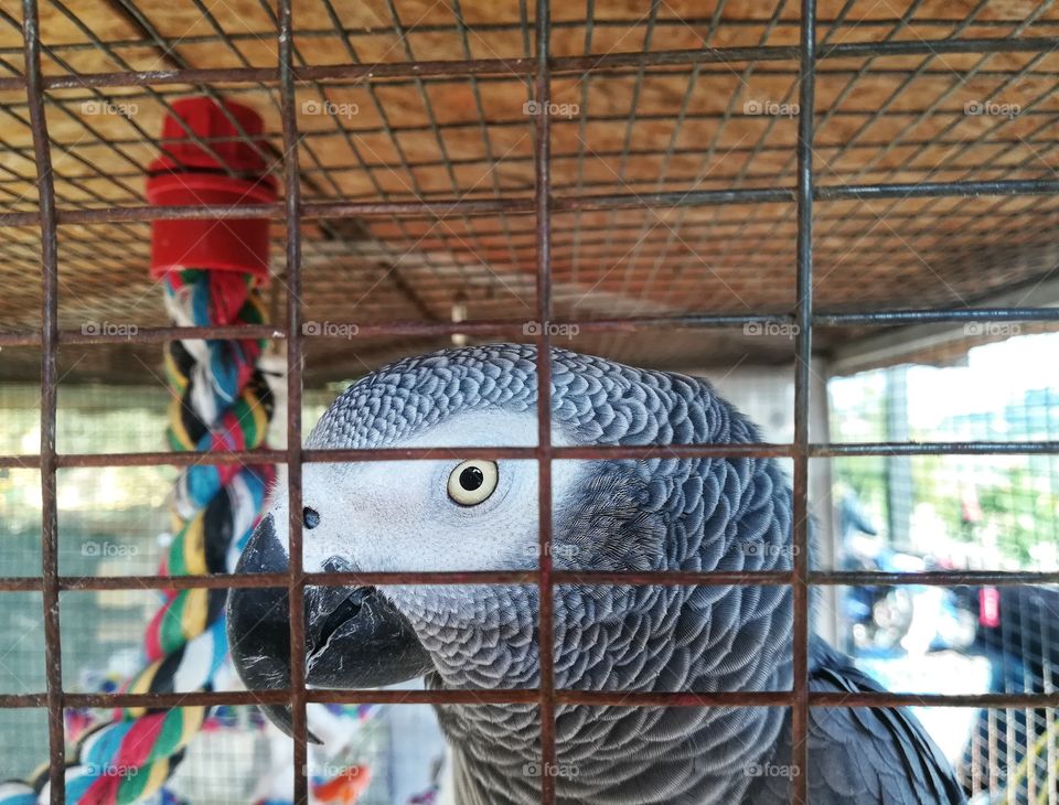 The gray parrot