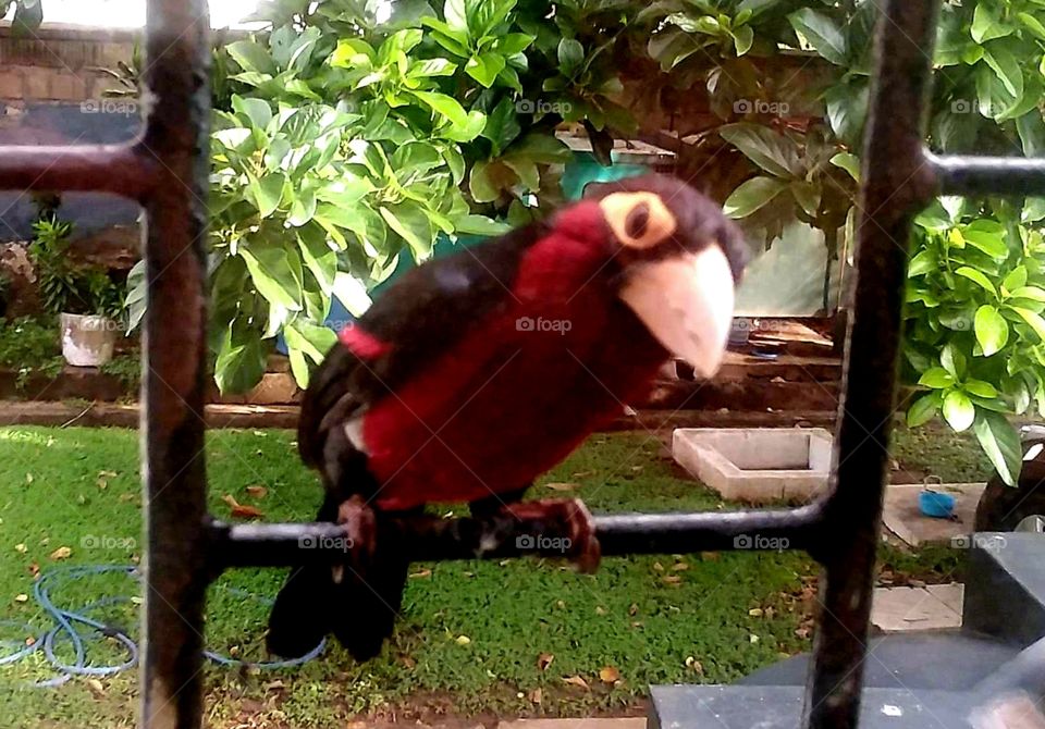 A Double-toothed Barbet bird from Ghana. My friend is on a mission trip and this bird sits by his window in the morning