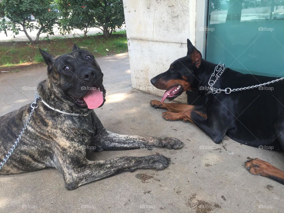 Presa Canario Apollo and Doberman Zevs