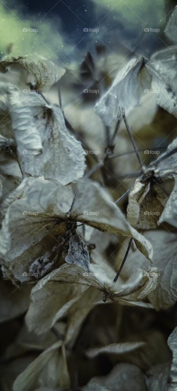 starry night sky dead Hydrangea blooms autumn