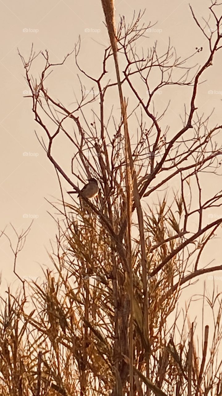 Mickey Marking Bird sitting perched on a branch enjoying the afternoon. 