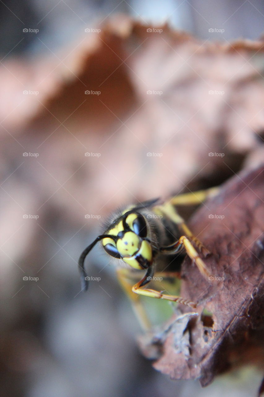 details of a bee