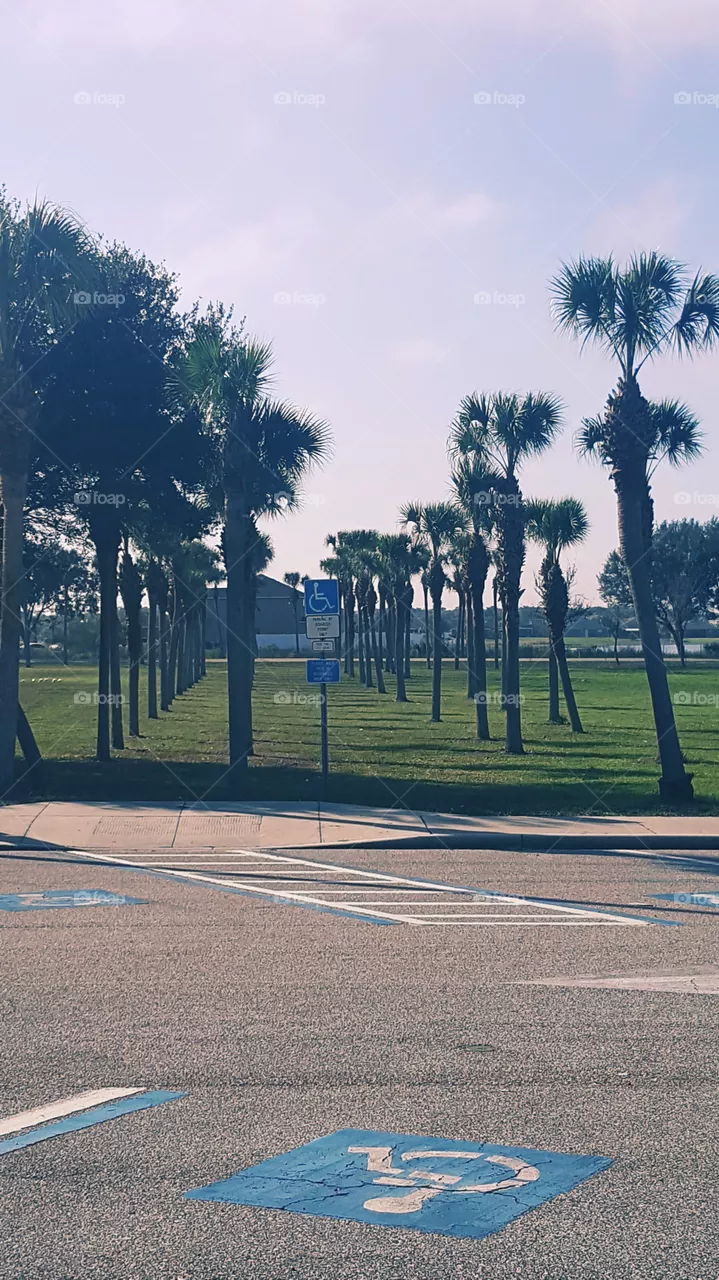 Palm trees