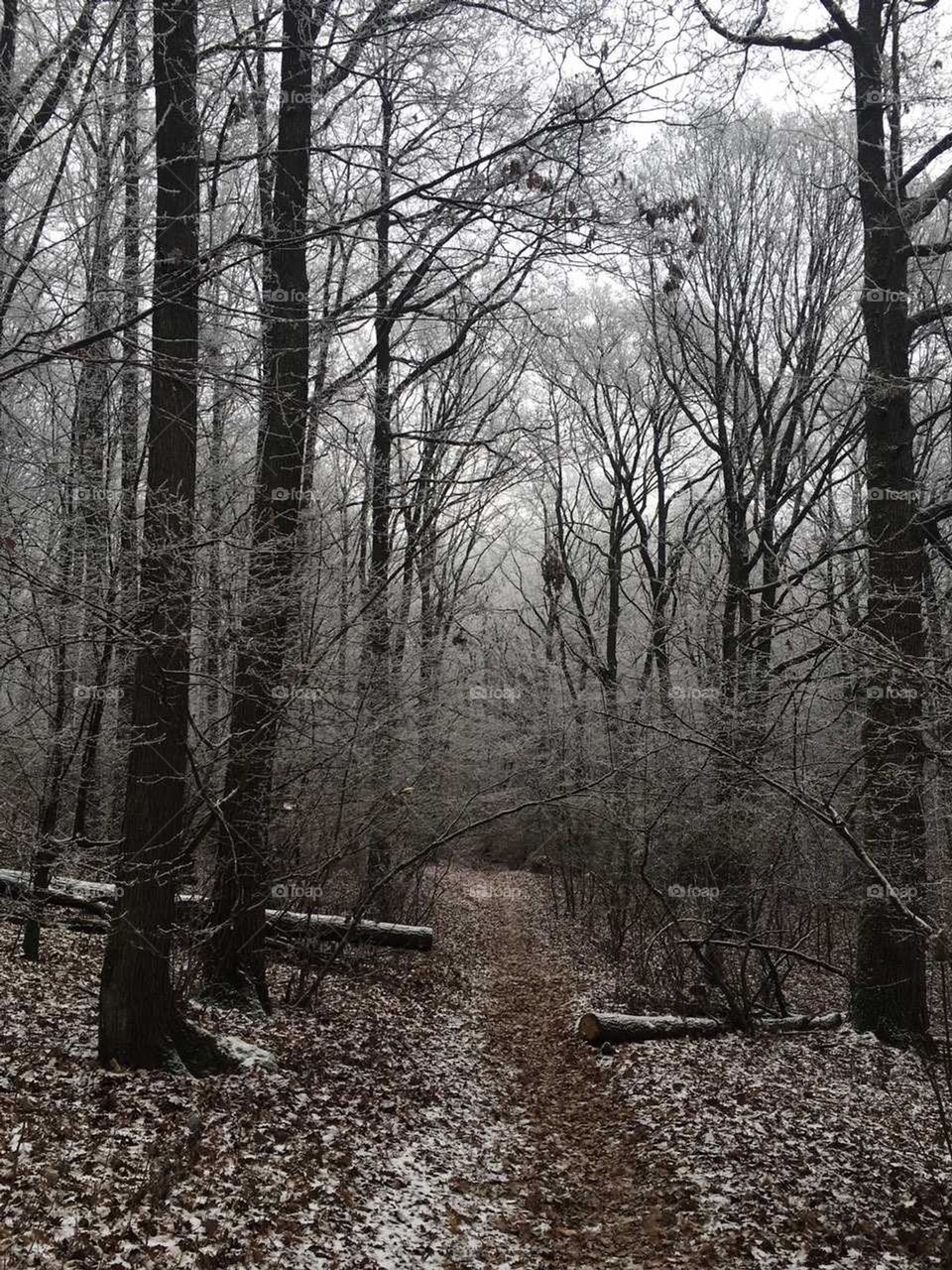 Winter Forest