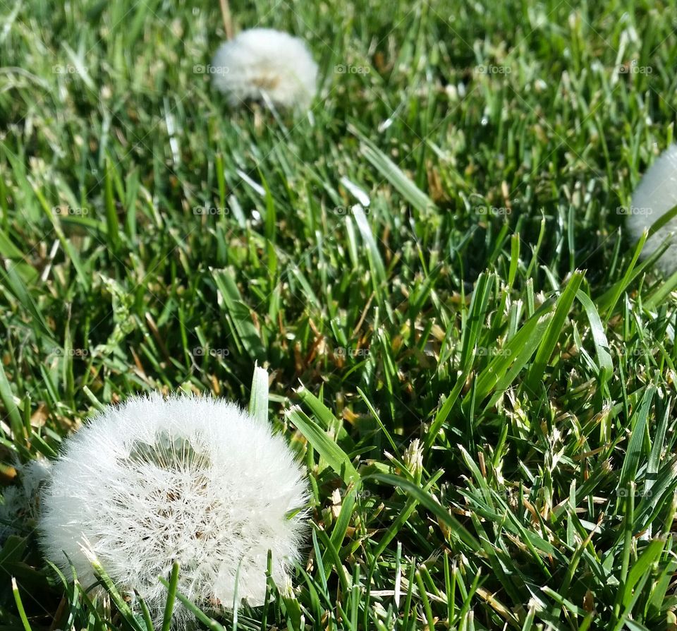 Dandelions. Dandelions waiting for the wind