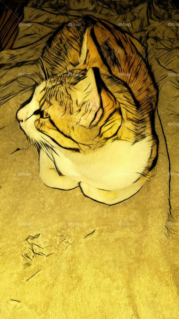 beautiful drawing edit of cute cat