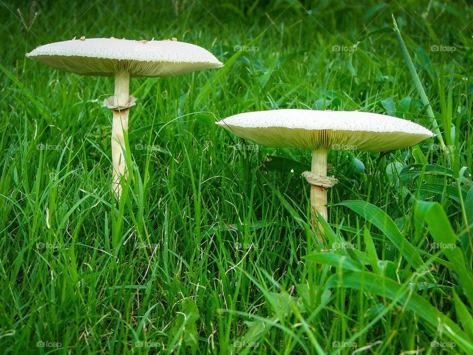 Mushrooms