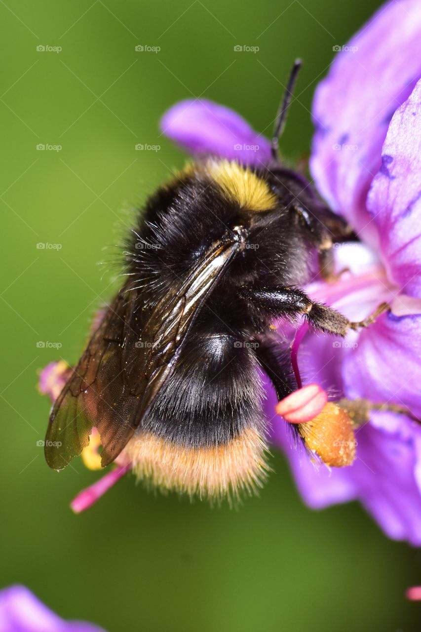 Bee